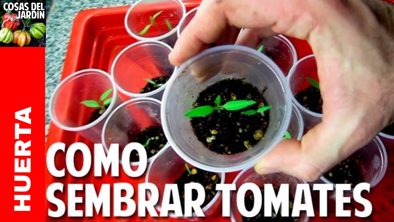 Como Sembrar Tomate desde Semilla - Germinación en 7 días - Video Completo @cosasdeljardin
