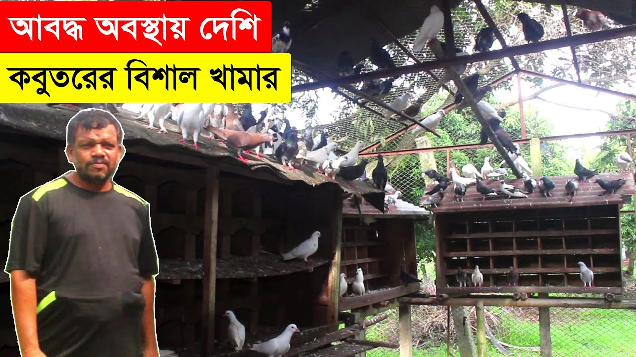সম্পূর্ণ আবদ্ধ অবস্থায় দেশি কবুতরের বিশাল একটি খামার সম্পর্কে জানালেন মহি উদ্দিন | BD Pigeon Farm.