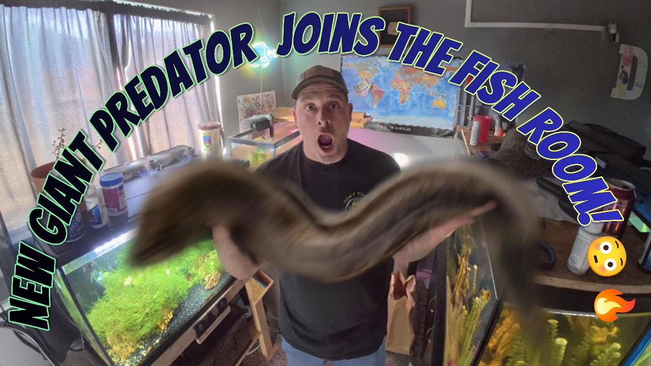 NEW GIANT PREDATOR Joins the Fish Room! 😳🔥