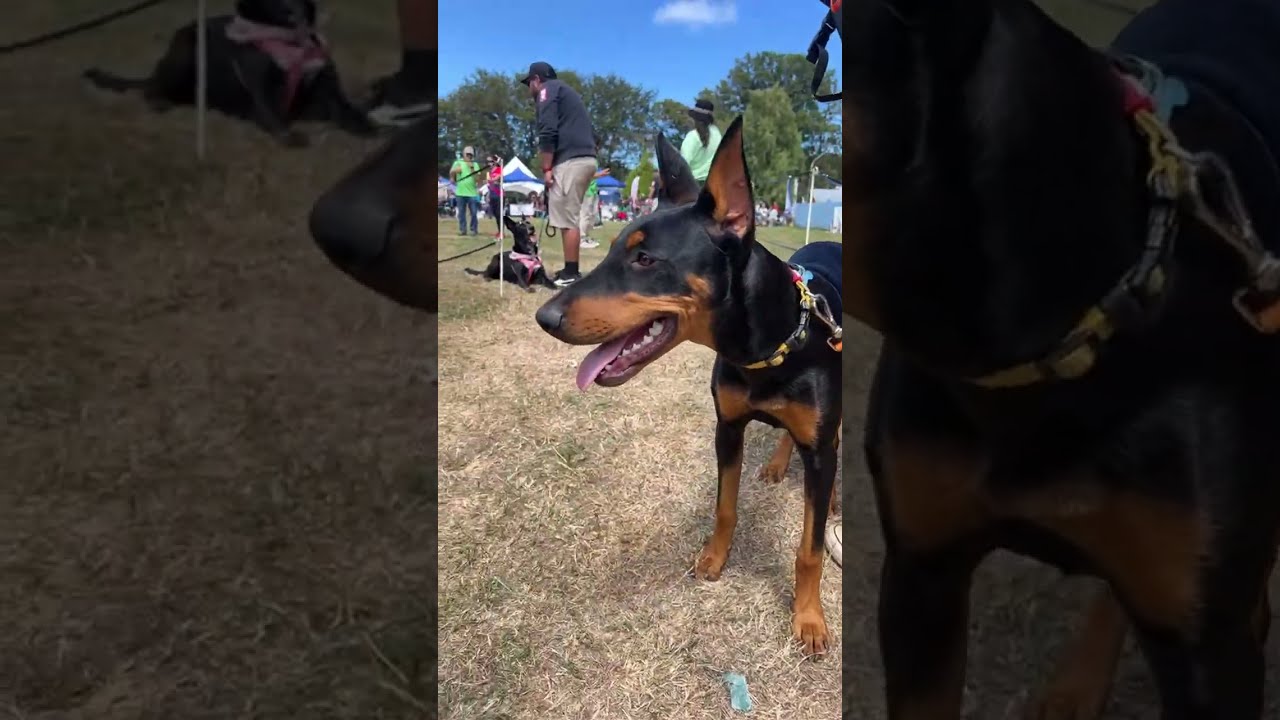 EN VIVO: Concurso de Cannes Valdivia 2026 🐶