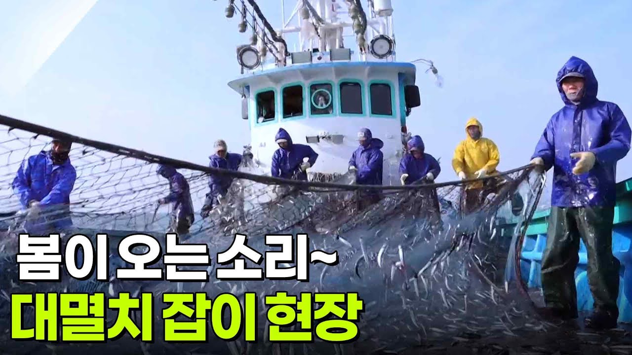 신VJ특공대: 봄이 오는 소리~ 대멸치 잡이 현장 [2TV 생생정보] | KBS 260316 방송