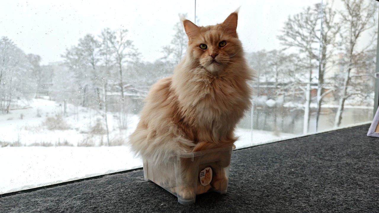 Buster Sits 1 Hour In a Box