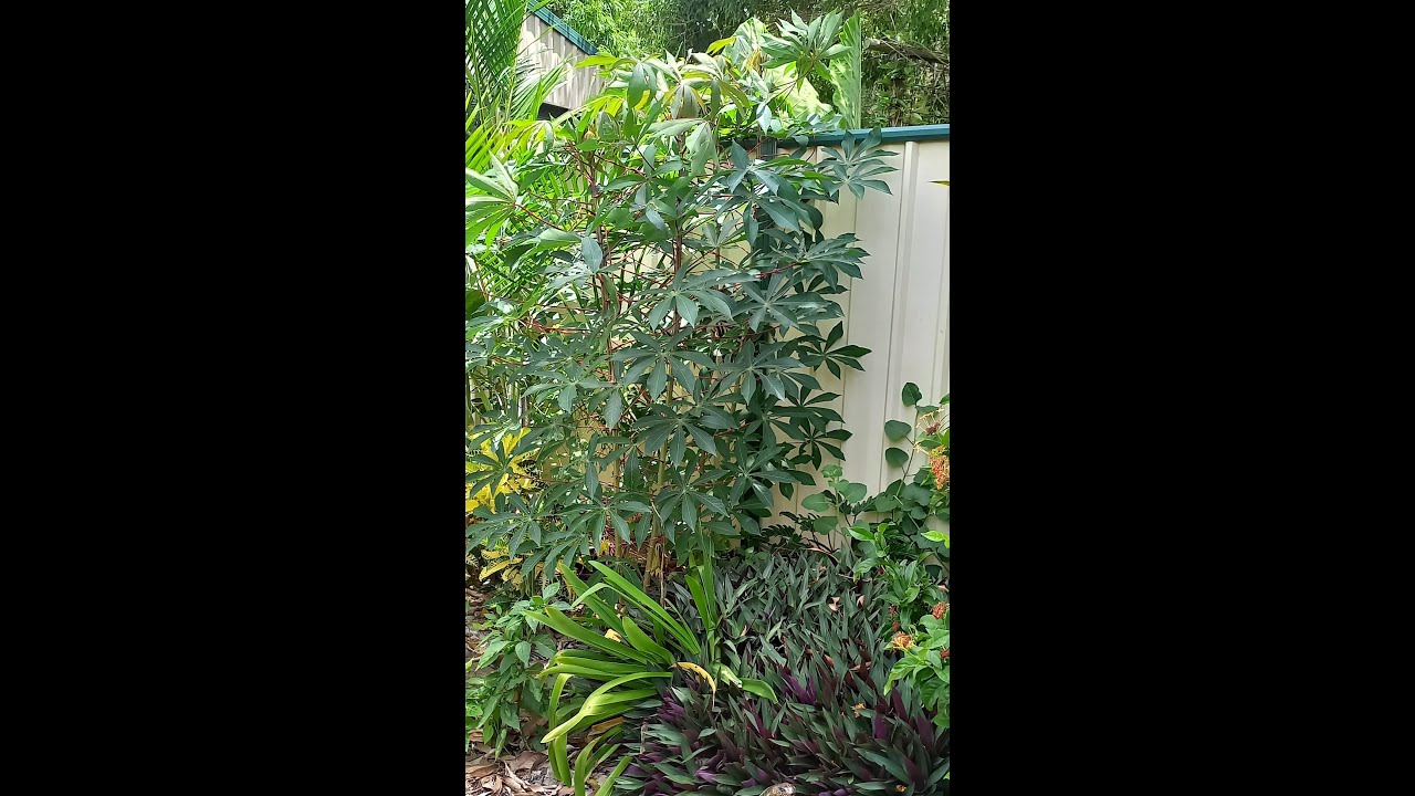 Checking Cassava plants Jan 2026