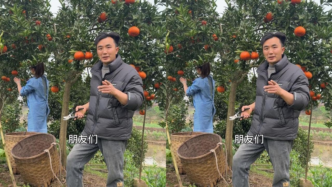 地里的玫瑰香橙又大又红，徐三娃摘200多斤摆摊，看卖了多少钱