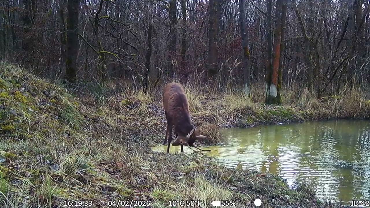 Histoire d'eau, jeux d'un daguet fourchu