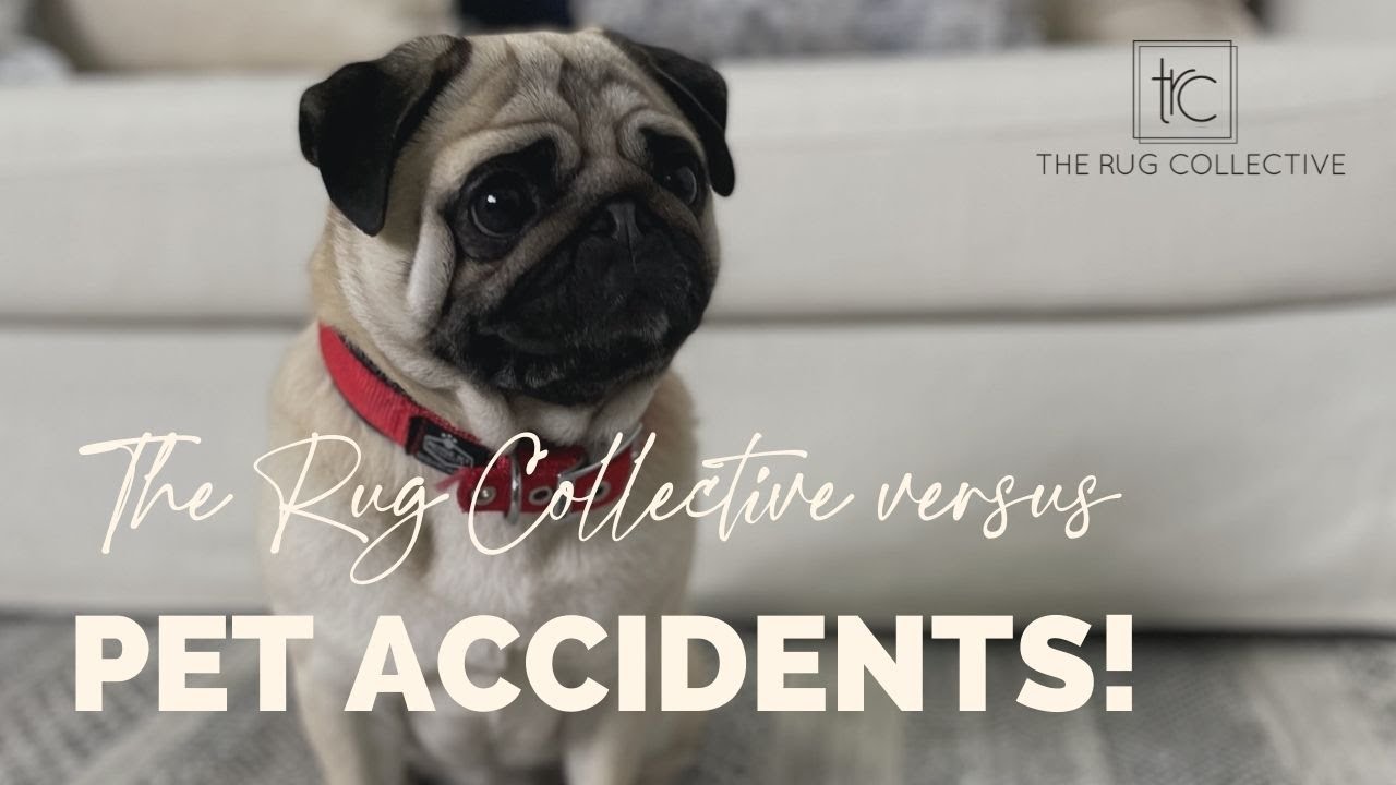 The Rug Collective Wipe-Clean Washable Area rugs versus Pet-Accidents! #shorts