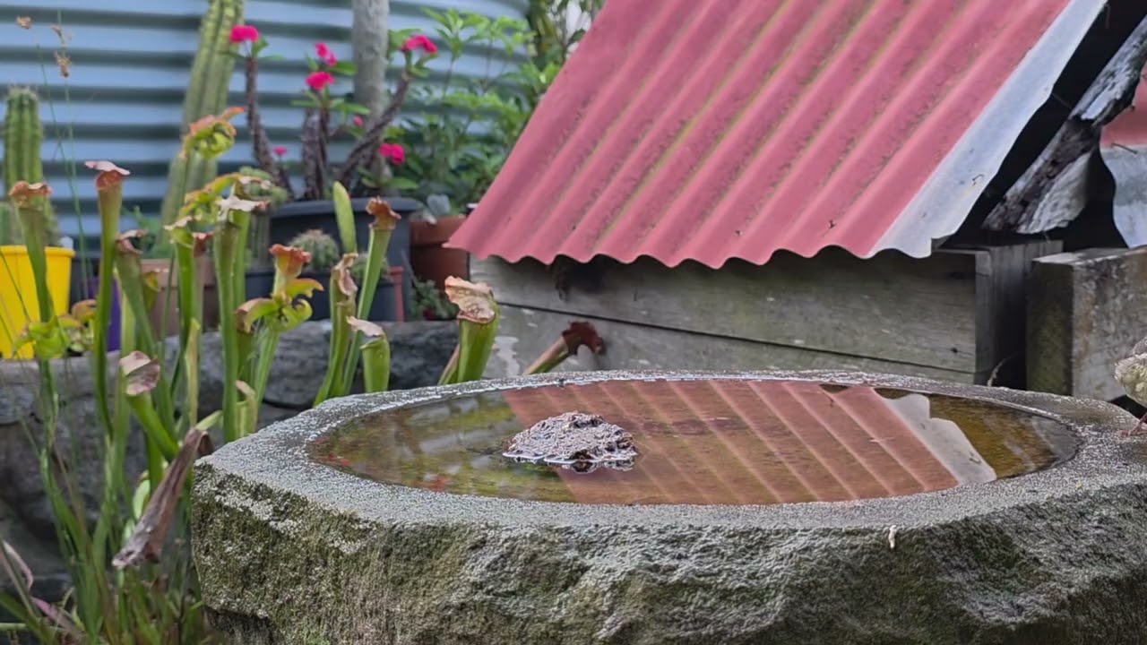 My Bird bath. Healing Sounds: Birdsong and Water Splashes 🕊️💧VOLUME UP FOR EXTRA CUTENESS! 😊