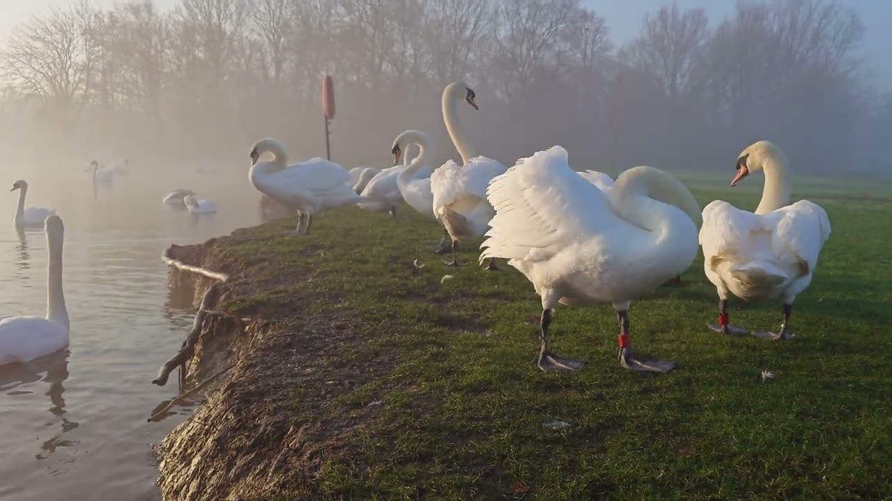 Swans going about their day on a misty morning | st neots riverside park