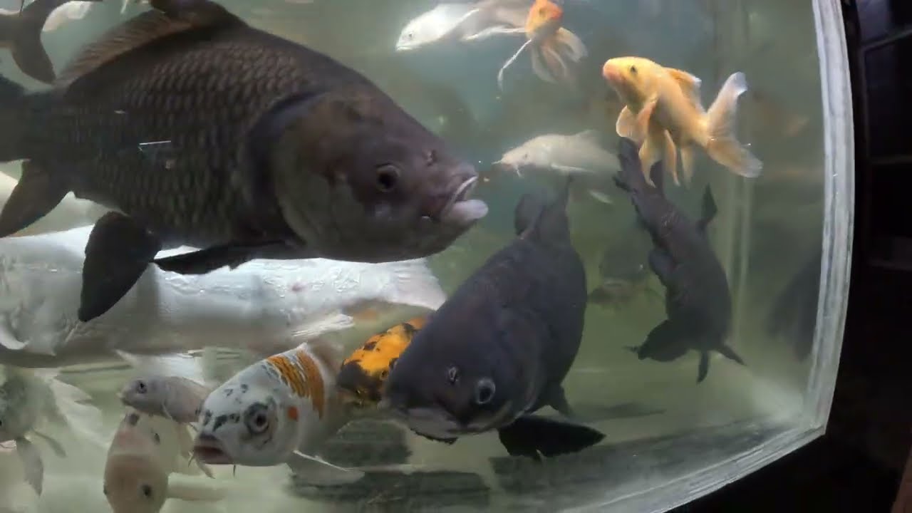 A first & very lucky jump by (spooked?) Giant Siamese Carp out of tank. Both go to 1000 gal.
