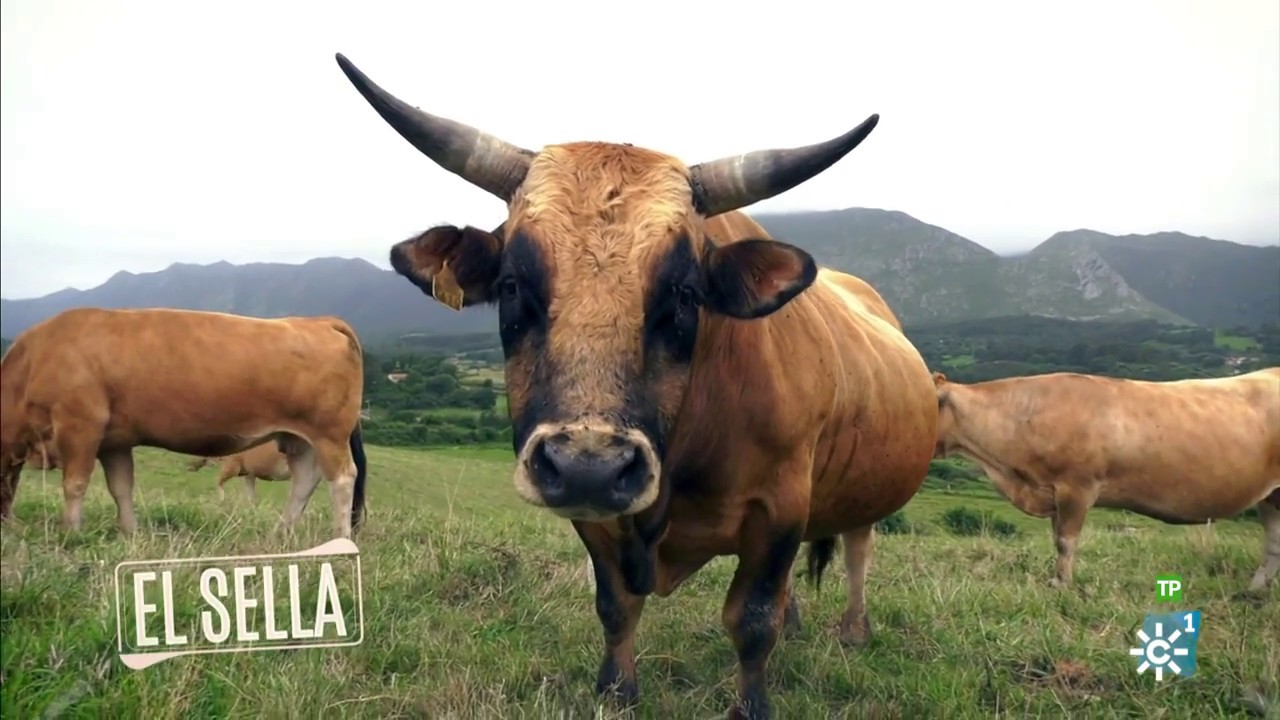Andaluces X España | El Sella