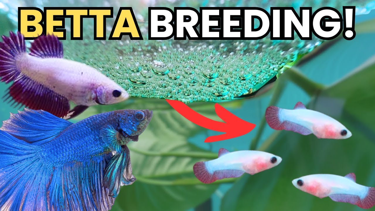 HOW To Breed Betta Fish! (Full Process Start To Finish)