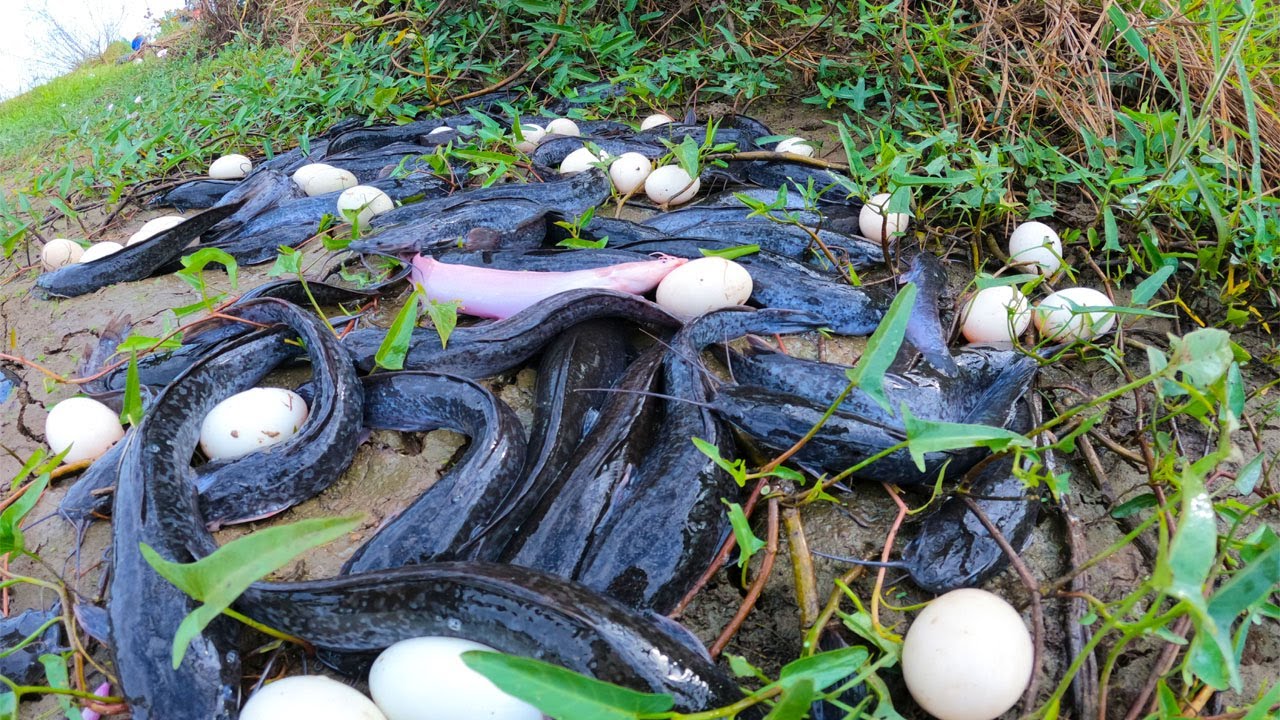 Top Technique Fishing, Best Hand Fishing, catch a lot of fish & pick eggs duck by hand, Fish traps