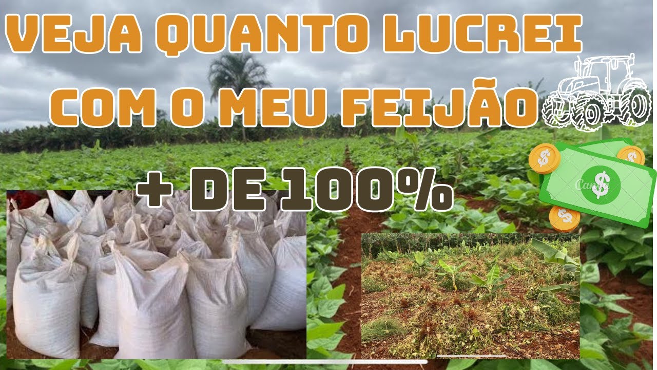 Plantio de Feijão: Veja como lucrei 100% com o meu feijão e algumas dicas para melhorar a produção