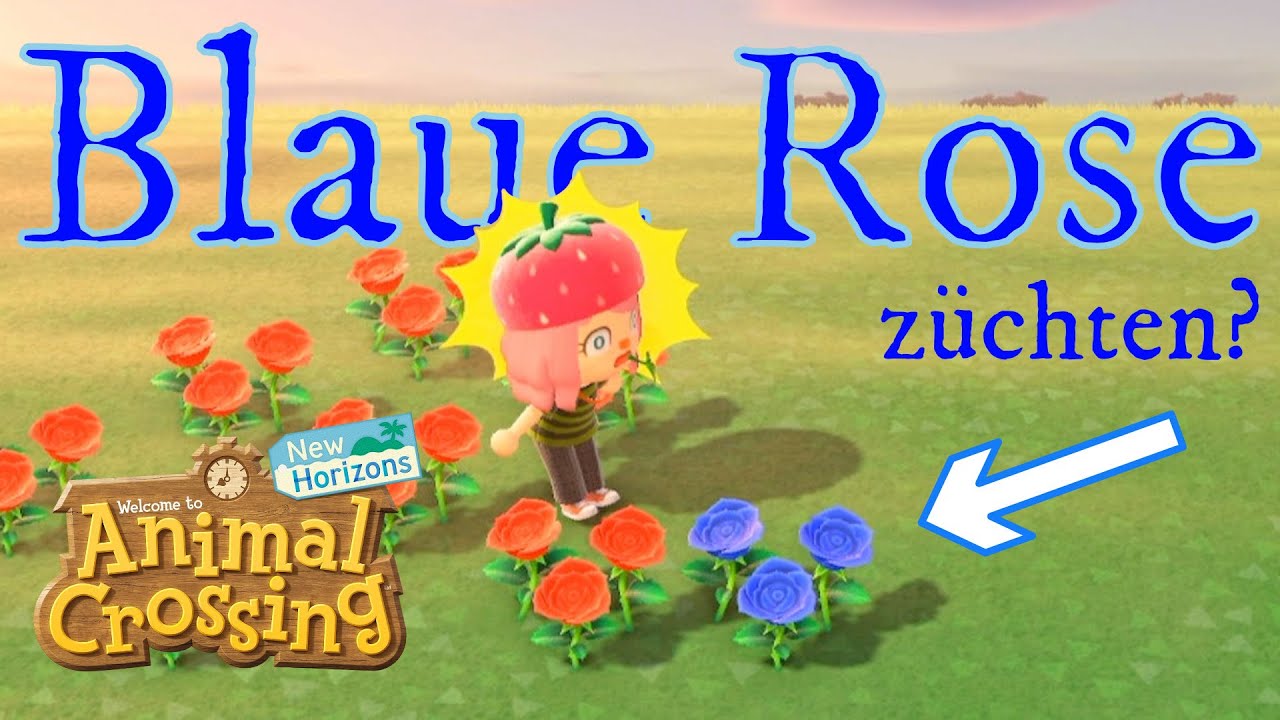 Wie lange brauche ich um eine BLAUE ROSE in Animal Crossing New Horizons zu züchten?