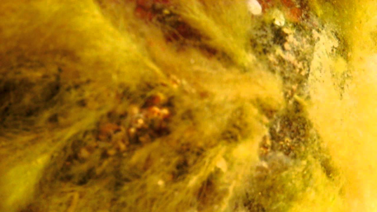 Baltic sea, &ouml;land, L&ouml;ttorp