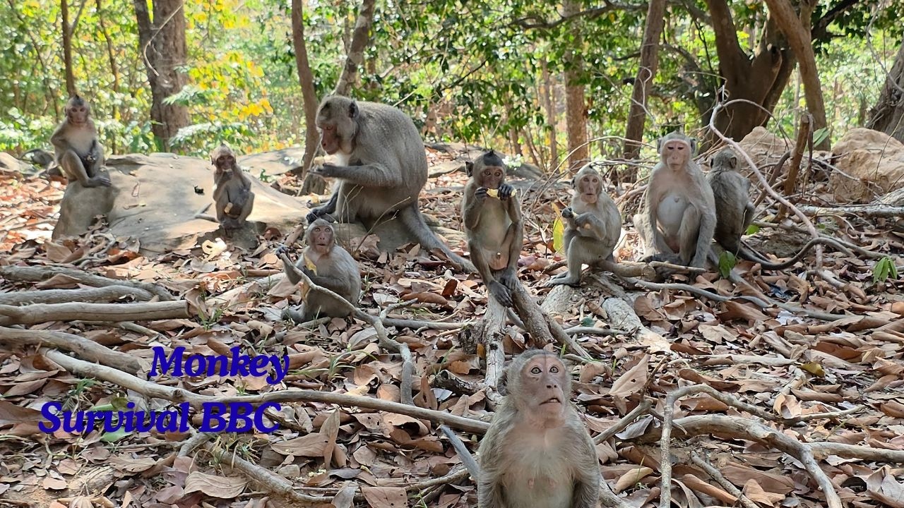 Monkey Family Daily Life In Nature ! Funny Eating  Potatoes in 4K | Mommy Monkey So pity