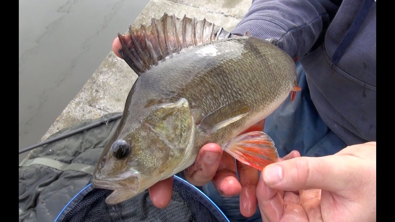 Perch Fishing Rigs, Tips & Tactics