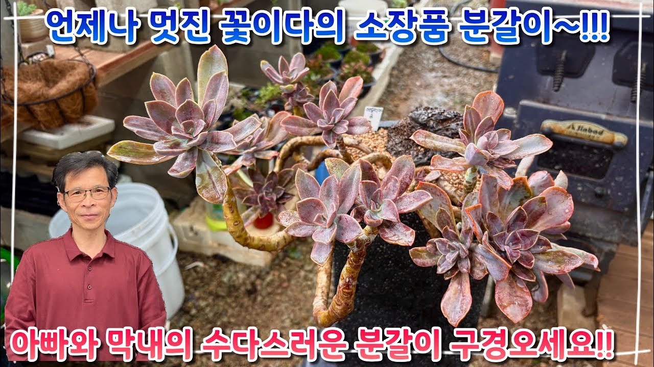 언제나 멋드러지는 작품들만 탄생하는 꽃이다 !! 수다스러운 부녀의 따뜻한 분갈이 어서 구경오세요 ~!