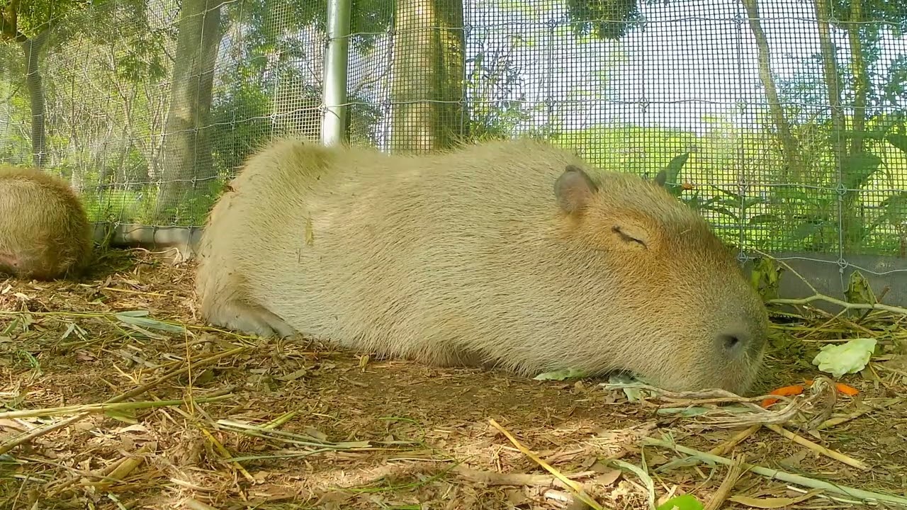 Capybara Dreams: Fall Asleep in 5 Minutes with Lullaby Music Box Sounds and Relaxing Footage