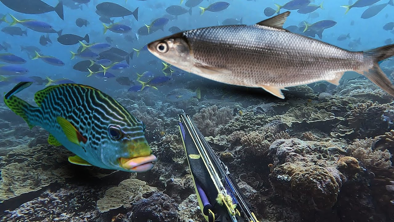 Berburu Kawanan Ikan Sweetlips Dan Menahan Perlawanan Ikan Bandeng Monster