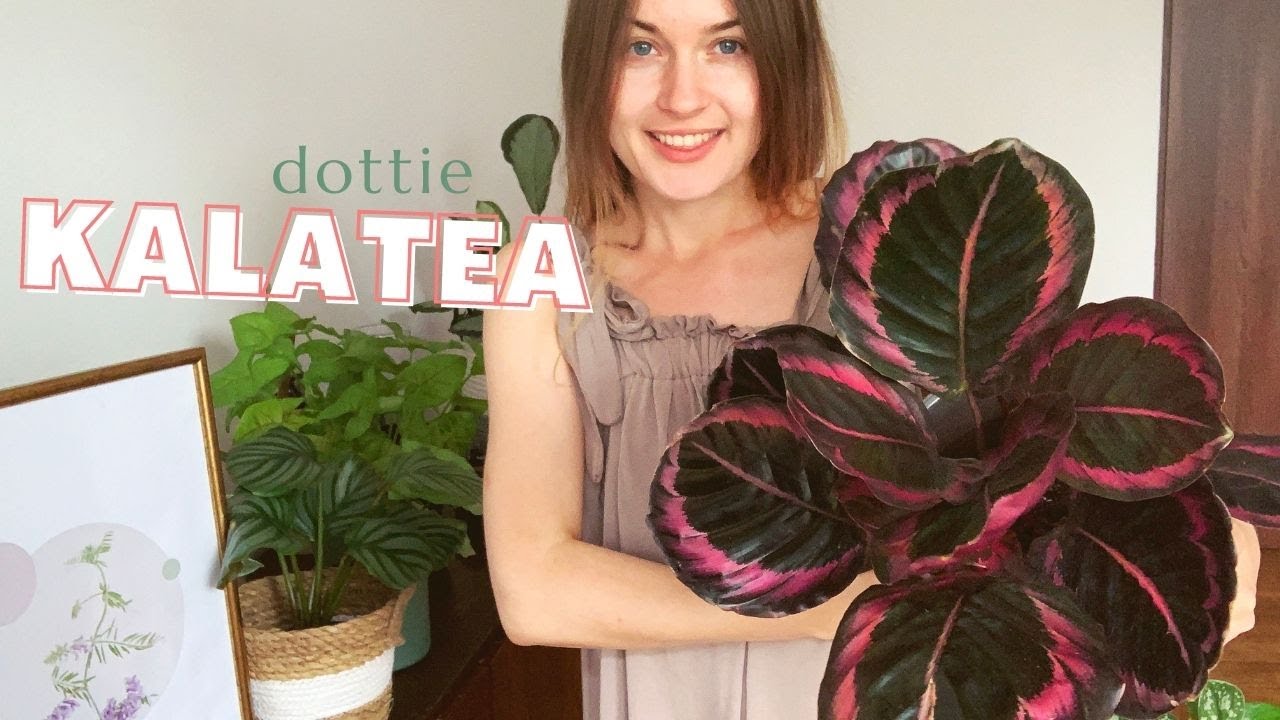 KALATEA Dottie - Jak o nią dbać, żeby była piękna?