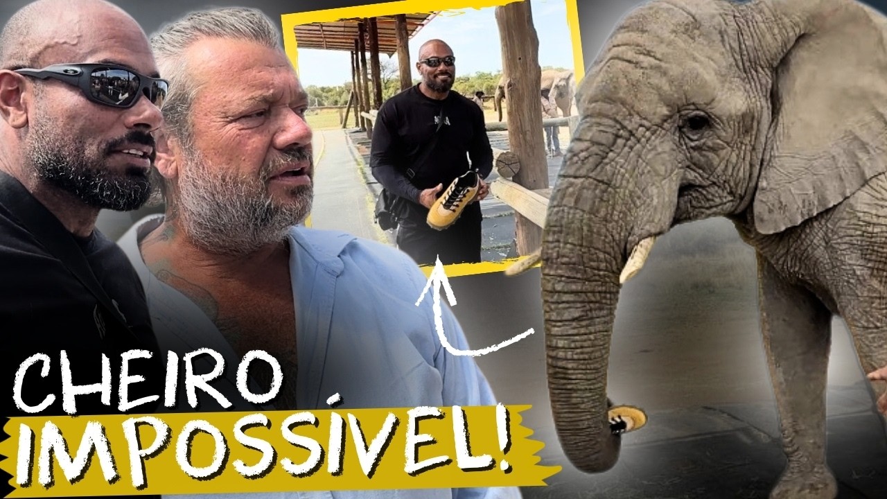 BALESTRIN FICOU SURPRESO! ELEFANTES SÃO MUITO MAIS INTELIGENTES DO QUE VOCÊ IMAGINA 🐘🔥