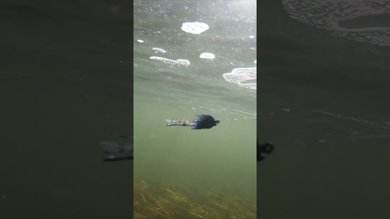 &ldquo;Klamath Intruder Fly on the Swing &ndash; Steelhead Can&rsquo;t Resist!&rdquo; #flyfishing