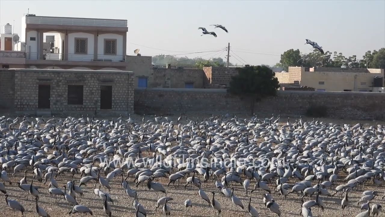 Thousands of Demoiselle Cranes feeding together at Khichan, Rajasthan | Migratory bird spectacle