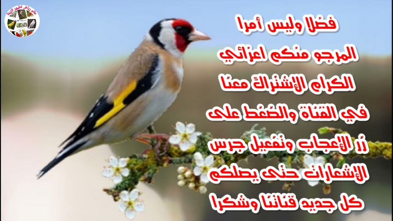 تغريد طائر الحسون لتعليم الفراخ الصغيرة (الحلقة 2)