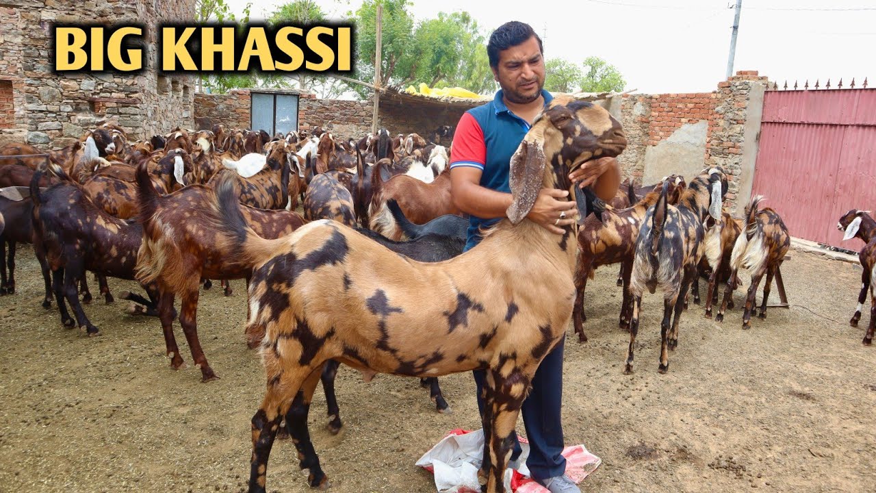 Big Khassi Bakro Ka Collection At New Dyma Goat Farm
