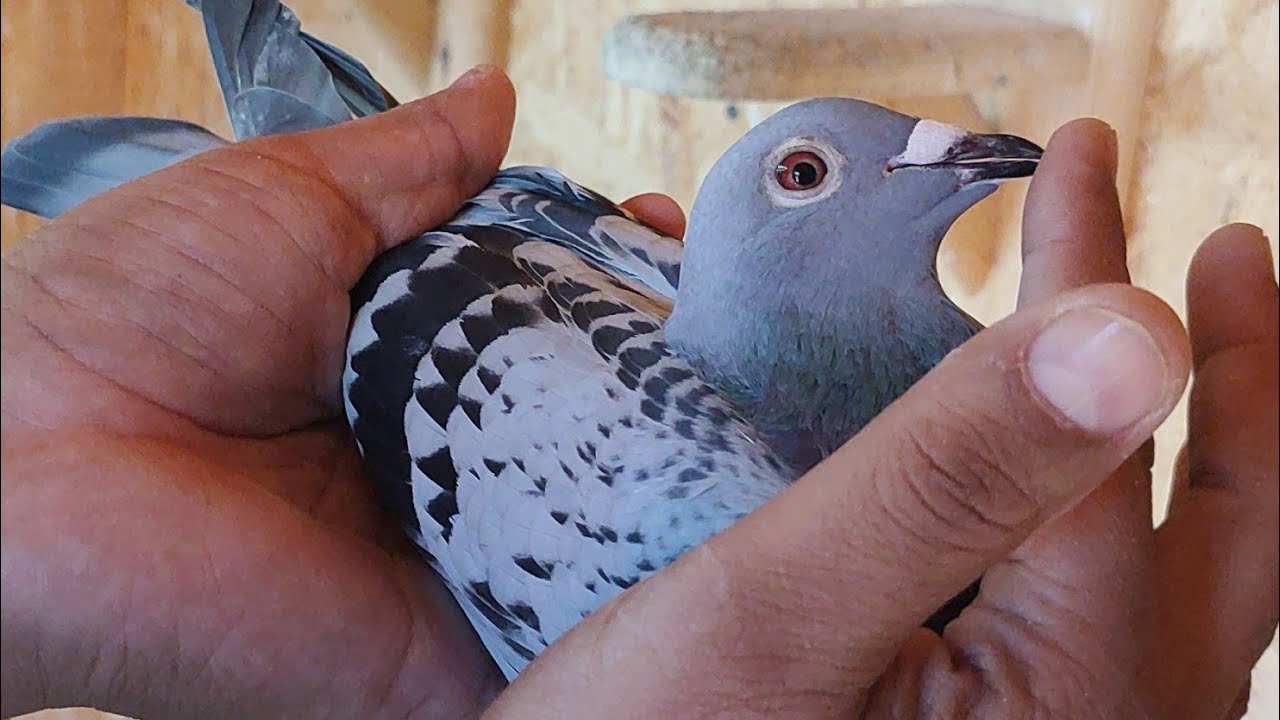 زيارة ولأول مرة عند البطل الكبير القادم بقوة عمر الحمزاوي بالجديدة