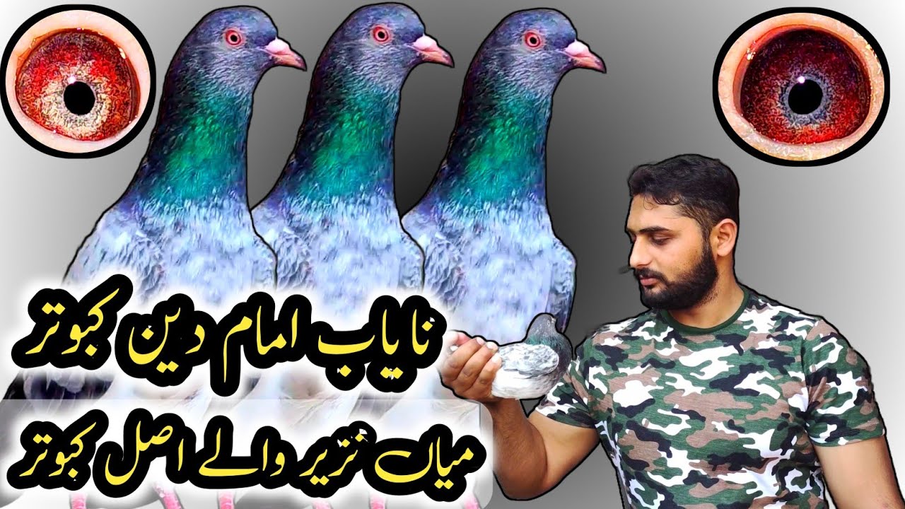 Nayaab imam Deen Kabootar 💯 || Dub Waly Kabootar || Golden Kabootar || Salary Teddy Kabootar