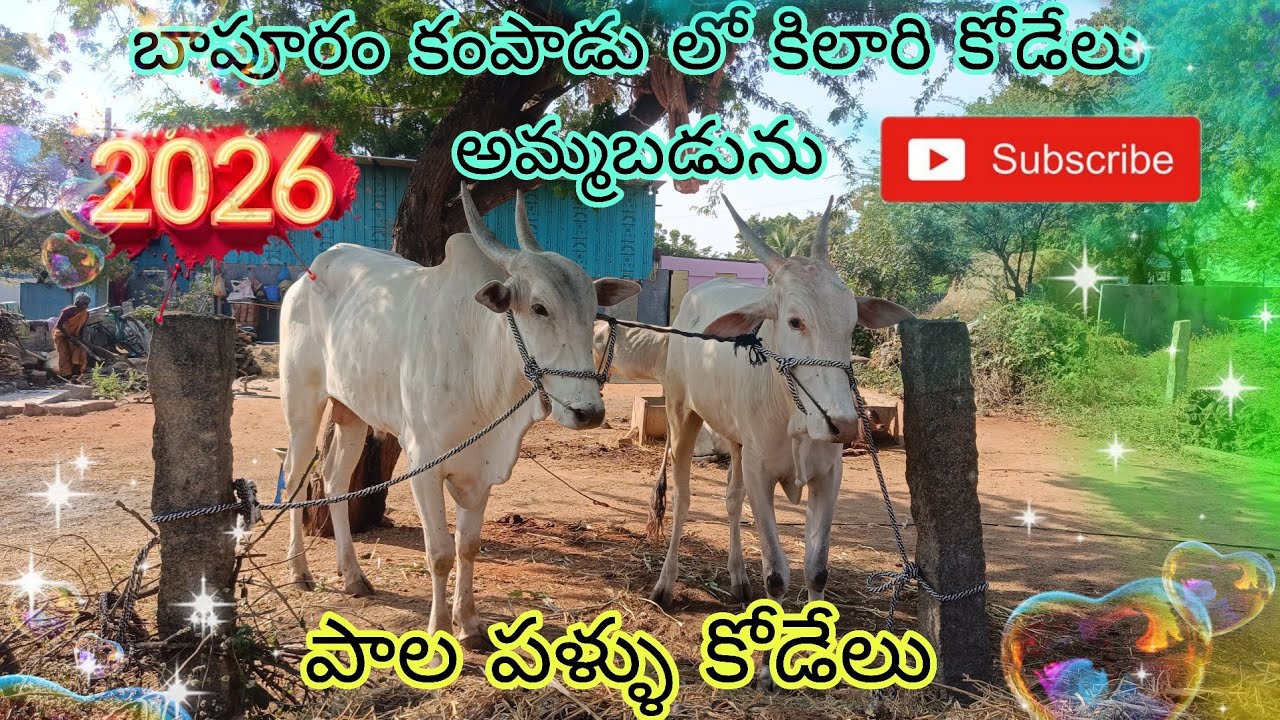 బాపురం కంపాడు లో కిలారి కోడేలు అమ్మబడును//#trending #viralvideo 