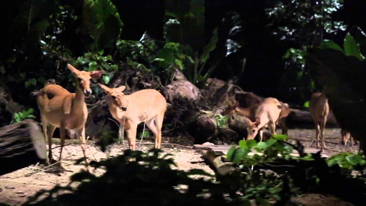 Singapore 2014: Night Safari