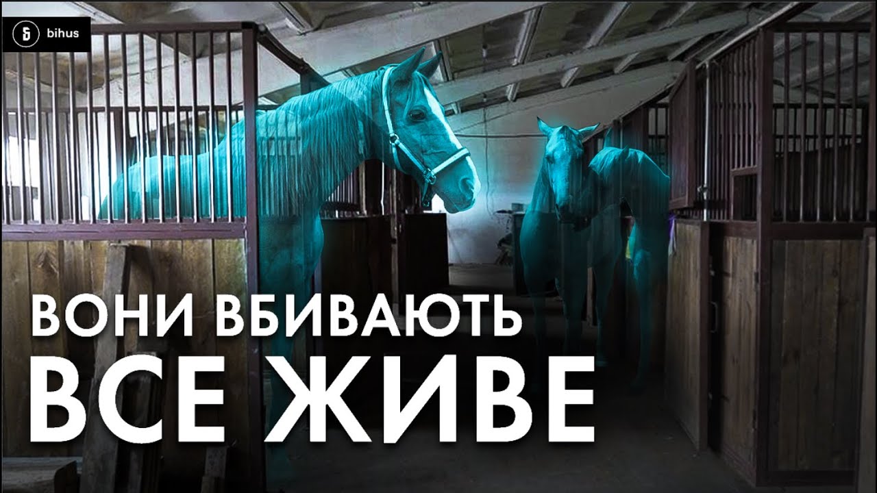 Варвари проти живого: як рятували коней-чемпіонів у Бучі