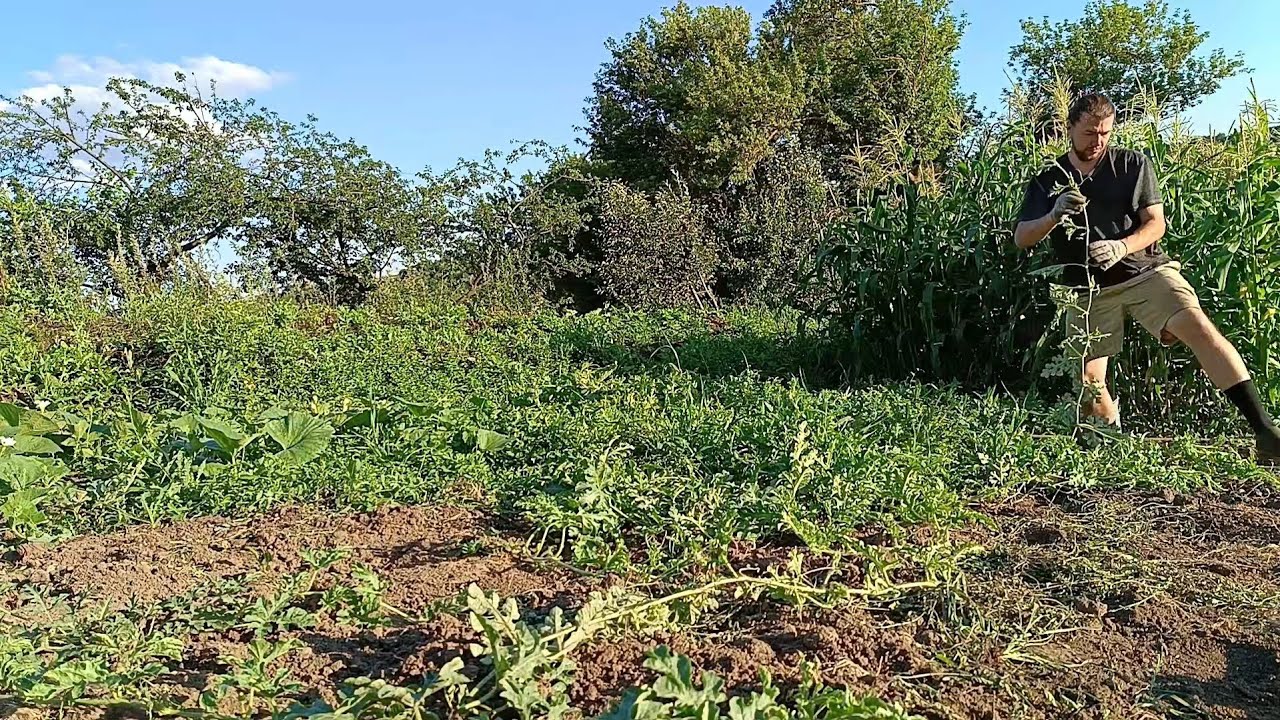 Apple trees after my pruning.  Watermelons and melons in a cold summer. My garden in August.