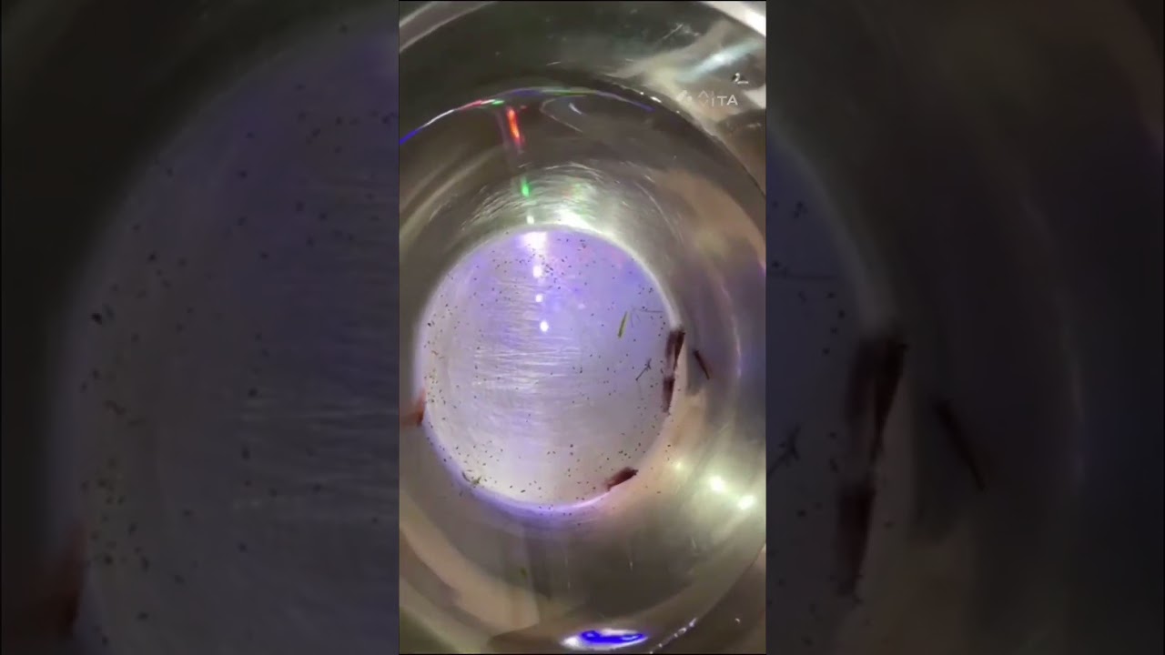 Unboxing cherry shrimp & Adding 