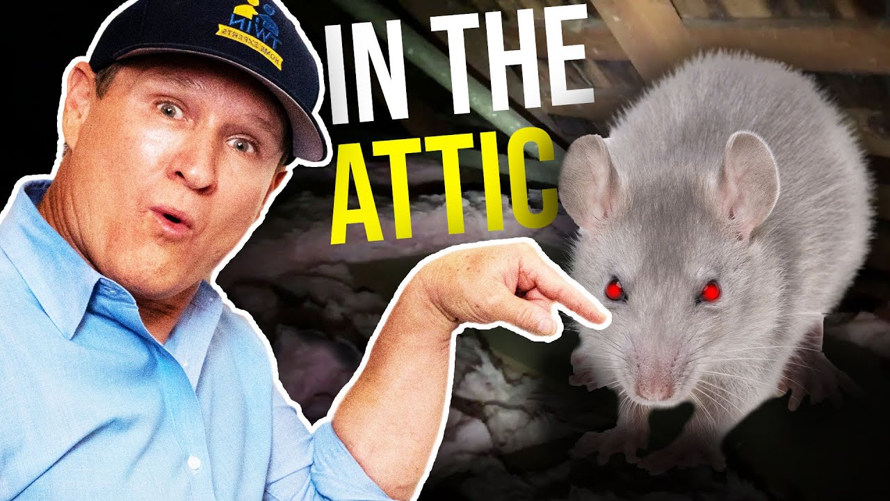 How to GET RID of RATS IN YOUR ATTIC...BEST Rodent Removal