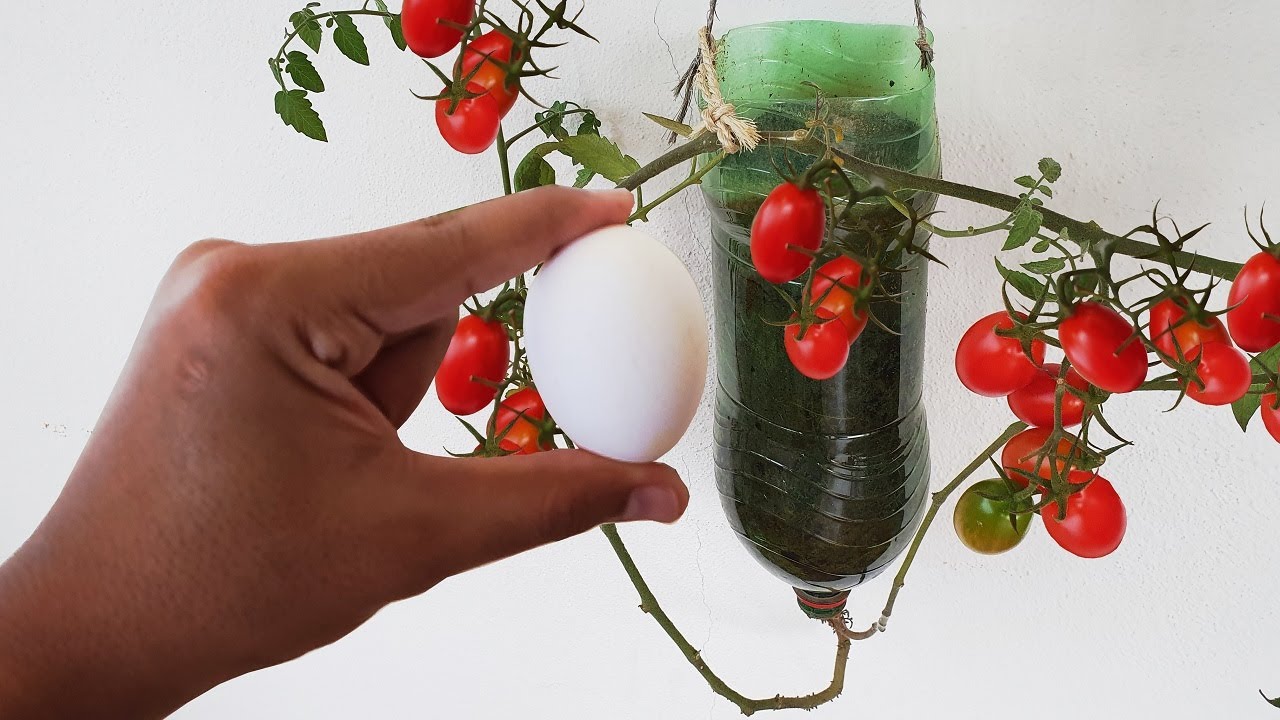 🍅DICA SIMPLES QUE EXPLODE A PRODUÇÃO DE TOMATE CEREJA