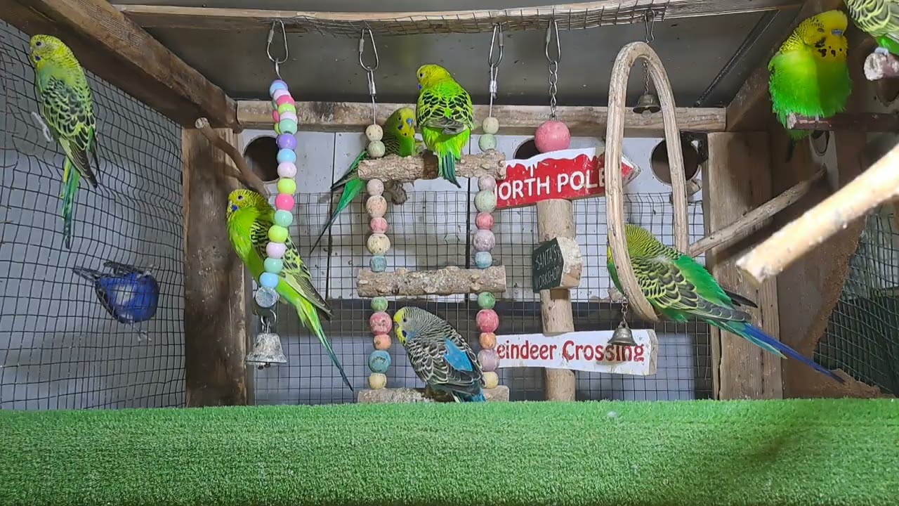 “Smartest Budgie Ever! You Have to See This 😲”