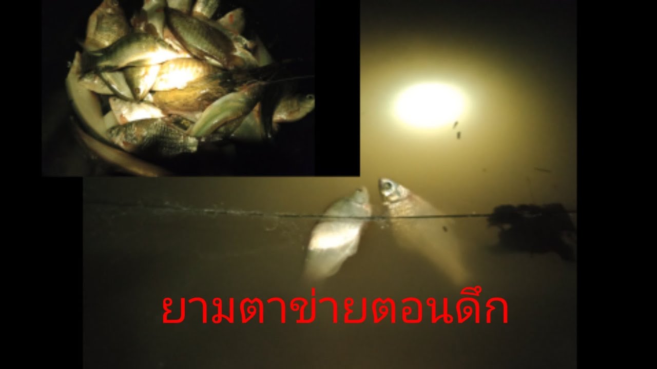 #ดักตาข่าย6เซ็นยามรอบเดียวพอEP22