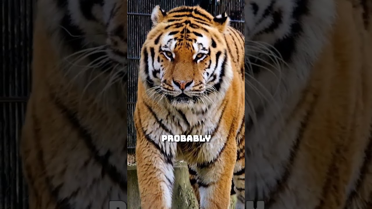 The Plight of Tigers: From Wild to Captivity #shorts