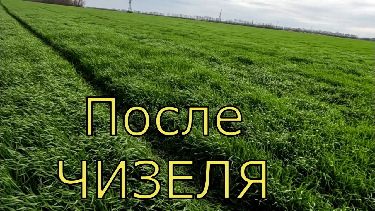 Как плуг убивает землю. Сравнение плуг и чизель. Озимый ячмень.