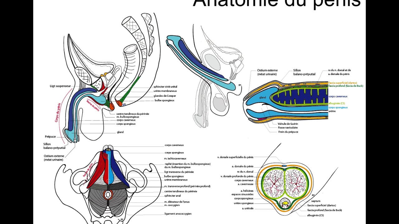 COURS DYSFONCTION ERECTILE