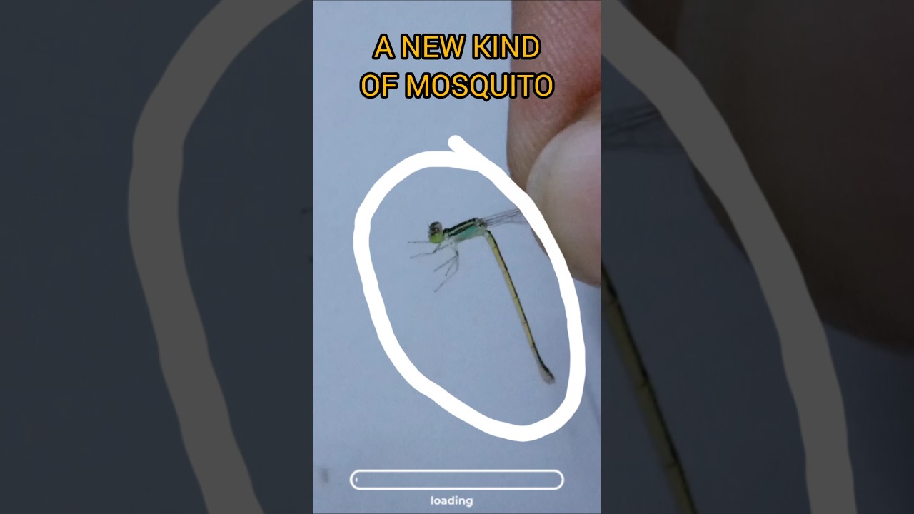 Monster Mosquito|| #aktbvlogs #shorts