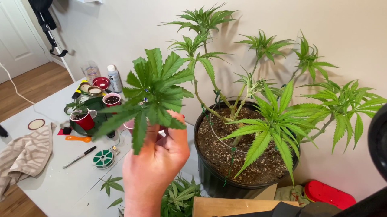 Mainlining for colas - training - cut clones