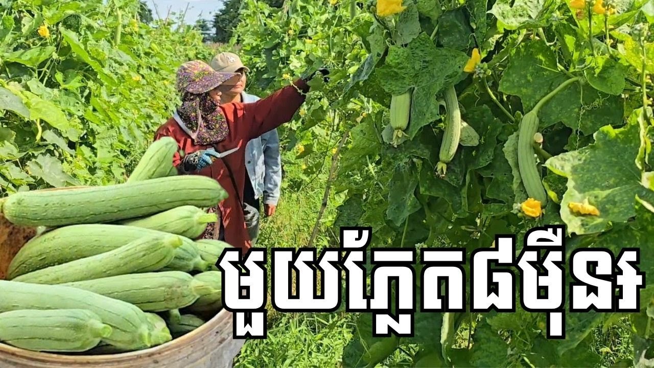 ងាយដាំ ស្រួលយកលុយ កសិករវ័យចំណាស់ដាំននោងប្រហើរ កាត់លក់១ល្ងាច៥០គីឡូ ចំណូល ៧-១០ម៉ឺនរៀល ដាំម្ដងកាត់ផ្លែ