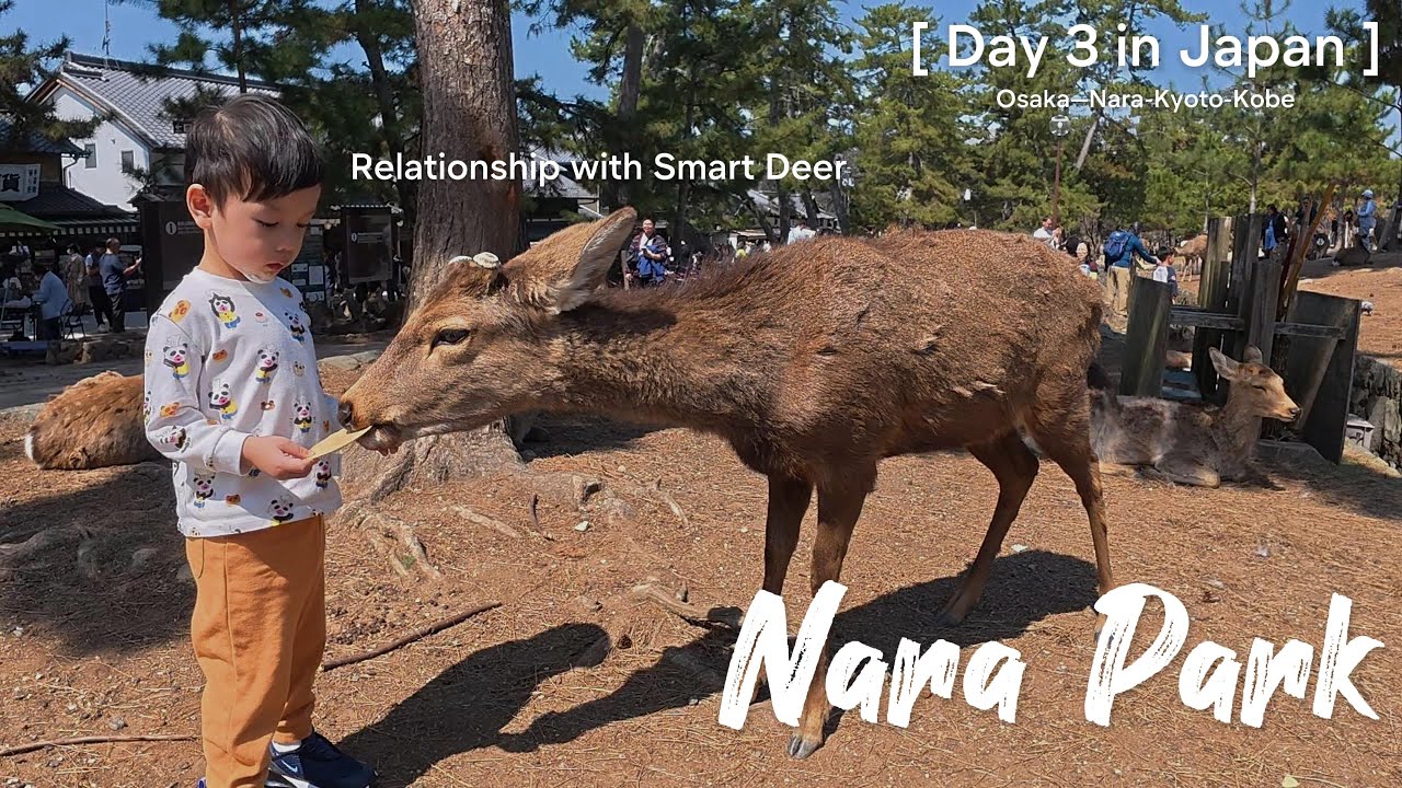 Nara Travel Guide 奈良一日游 | Deer Park 🦌, Todai-ji Giant Buddha 东大寺大佛, Top Things to Do in Japan