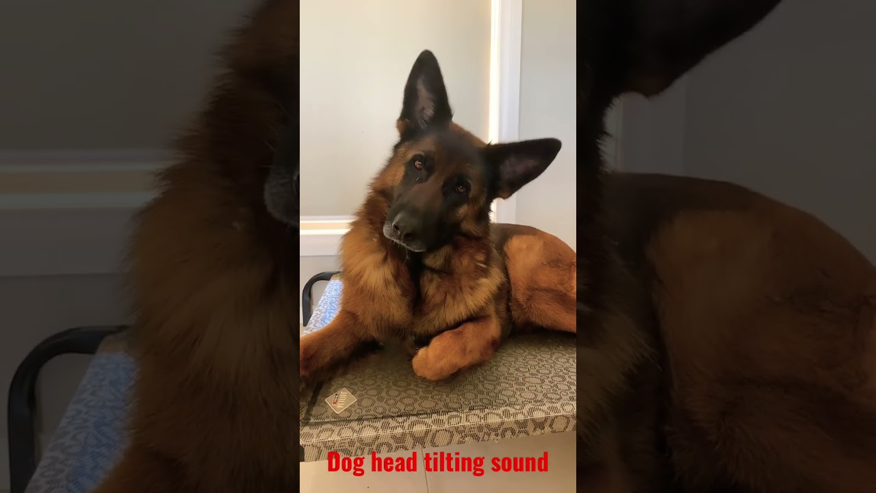 Dog reaction to head tilting sound