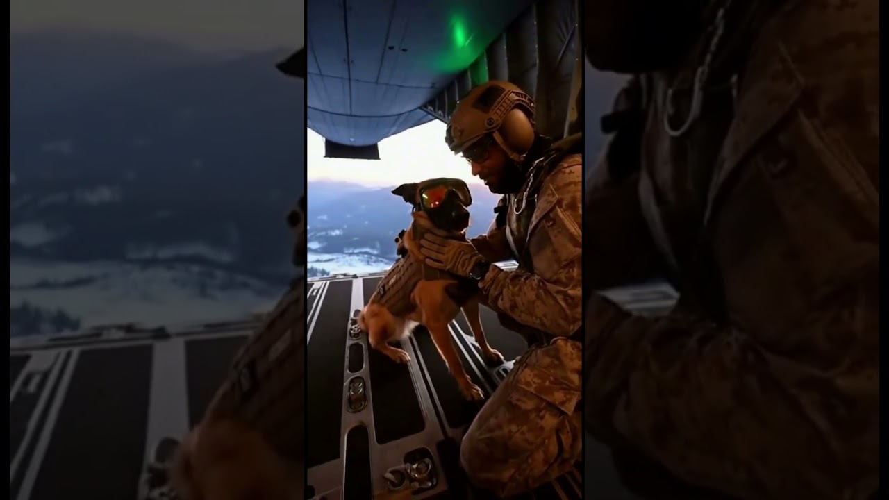 Elite K9 vs Threat | Tactical Dog Action🐕&zwj;🦺🔥 #k9 #k9training #malinois #viral #k9unit #wildlife